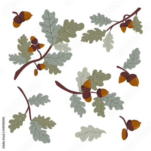 Green oak branch with leaves and acorns. Vector  illustration of a deciduous tree branch isolated on a white background.