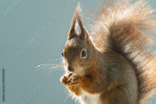 Eichhörnchen beim Nüsse futtern - Bild 1