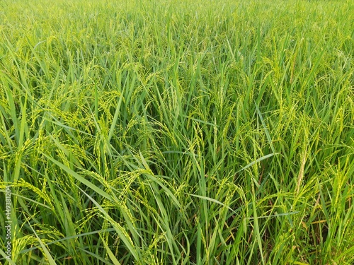 Ears of rice. Close-up of the rice ears. Paddy field in India. Paddy, Organic Agriculture, Ears Of Rice In The Field. grain in paddy field concept. close up of green rice plant.