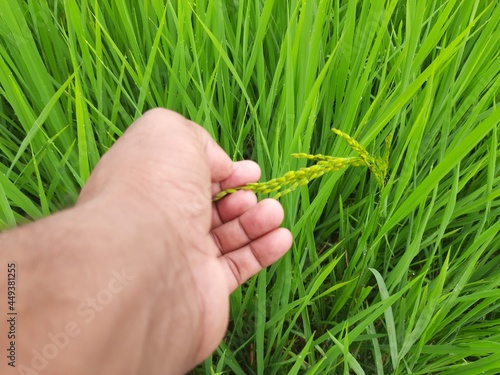 Ears of rice. Close-up of the rice ears. Paddy field in India. Paddy, Organic Agriculture, Ears Of Rice In The Field. grain in paddy field concept. close up of  green rice plant.