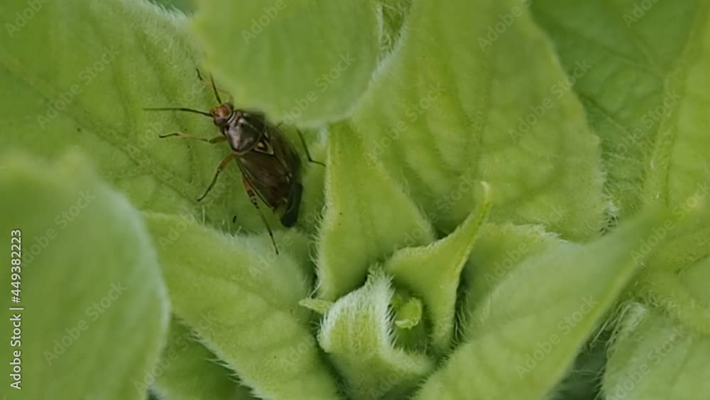An insect in the leaves of a flower. Macro photography of a fly on a plant. An insect in the leaves of a flower. Macro photography of a fly on a plant.