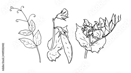 Vector set of pea plants. a sketch-style part of a pea plant with leaves and flowers of a pea pod, isolated black outline on a white background for a design template