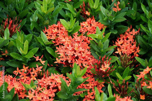 Small green leaves with red flowers blooming in nature.