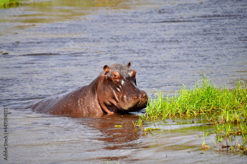 View of huge hippo in water, Chobe national park in Botswana