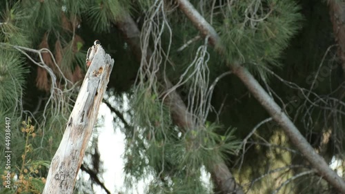 A small woodpecker is pecking on a dead log, looking for worms, ants or other food, taken in an urban park. a 4K handheld video clip, Tel Aviv, Israel. photo