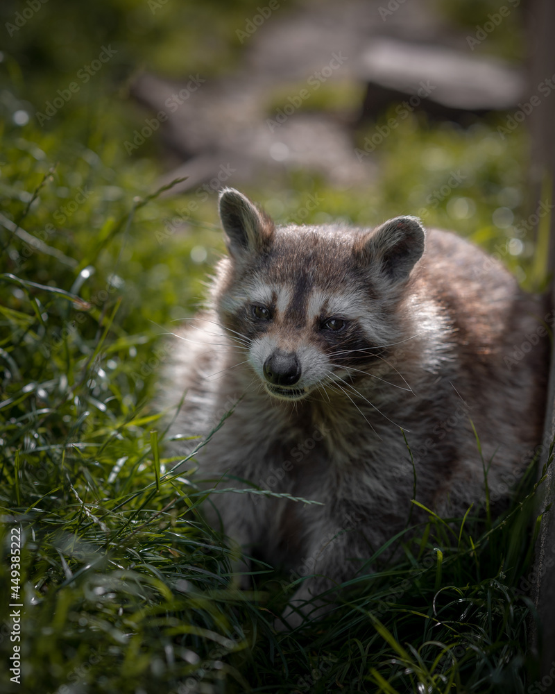 Waschbär schaut grimmig Waschbär schaut grimmig