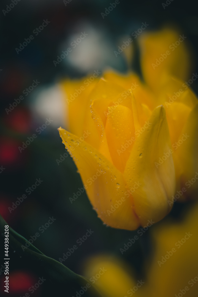yellow tulip with water drops