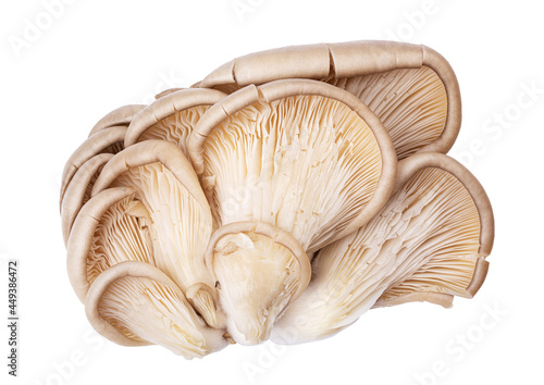 Fresh oyster mushrooms on whita background
