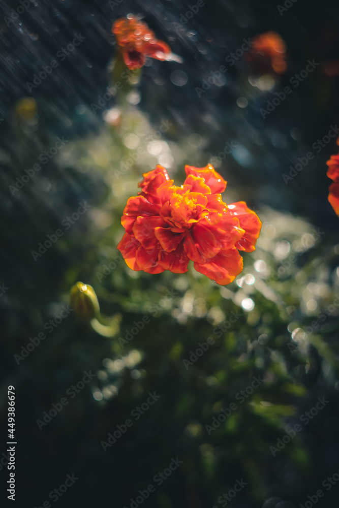 red poppy flower