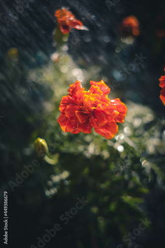 Obraz na płótnie red poppy flower w salonie