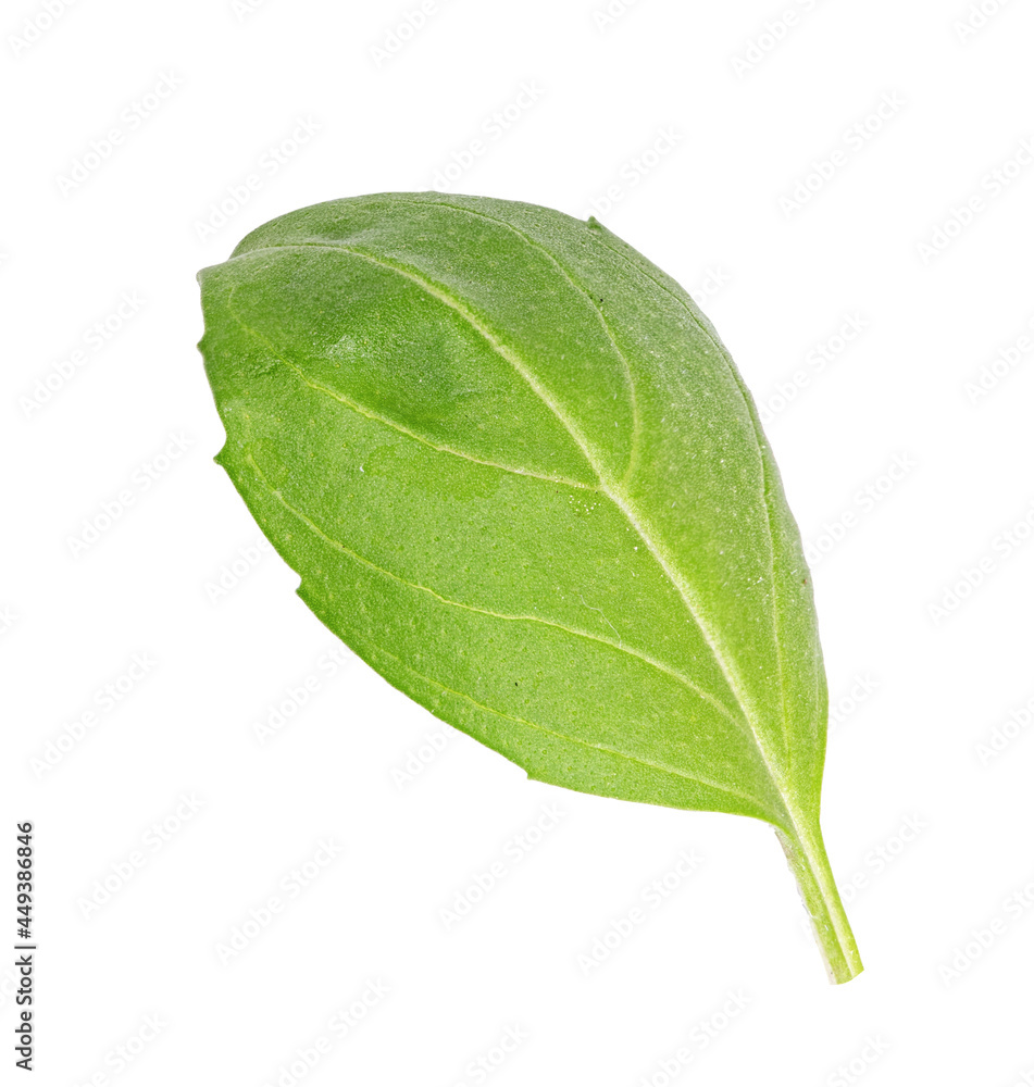 Obraz premium Fresh basil leaf isolated on white background