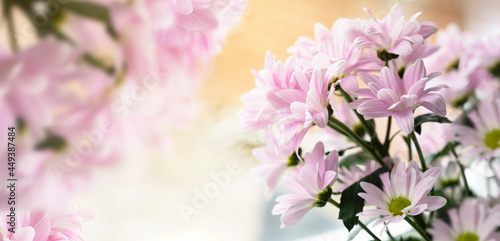 Pink Chrysanthemum flowers abstract banner background. © Inga