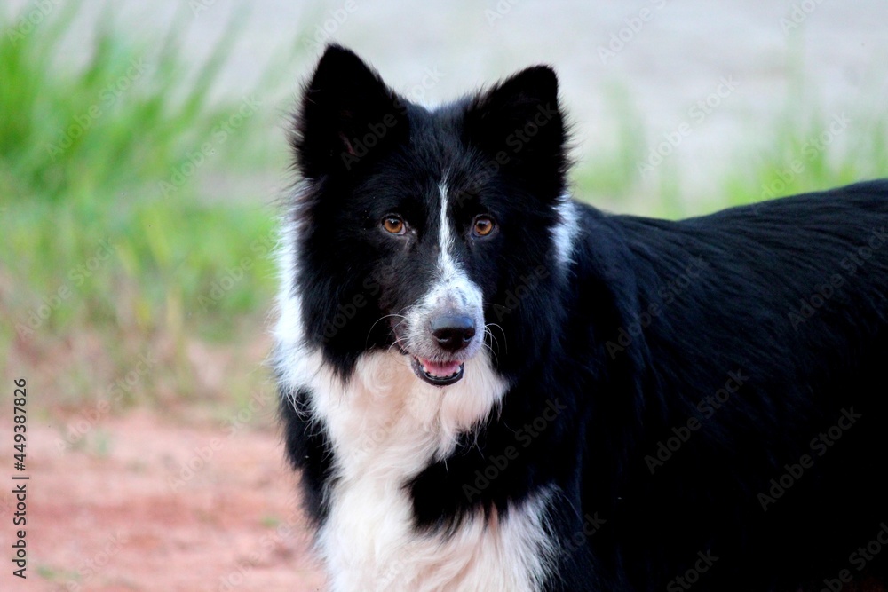 animal doméstico cachorro au au - canis lupus familiaris