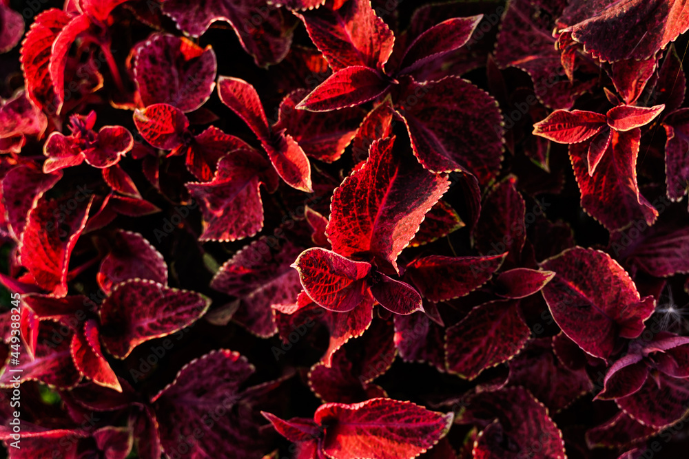 Natural background of Caleus plants with red leaves