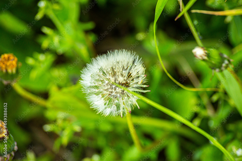 Big ball of dandelion, with bright green grass on the background, shot in close-up Big ball of dandelion, with bright green grass on the background, shot in close-up