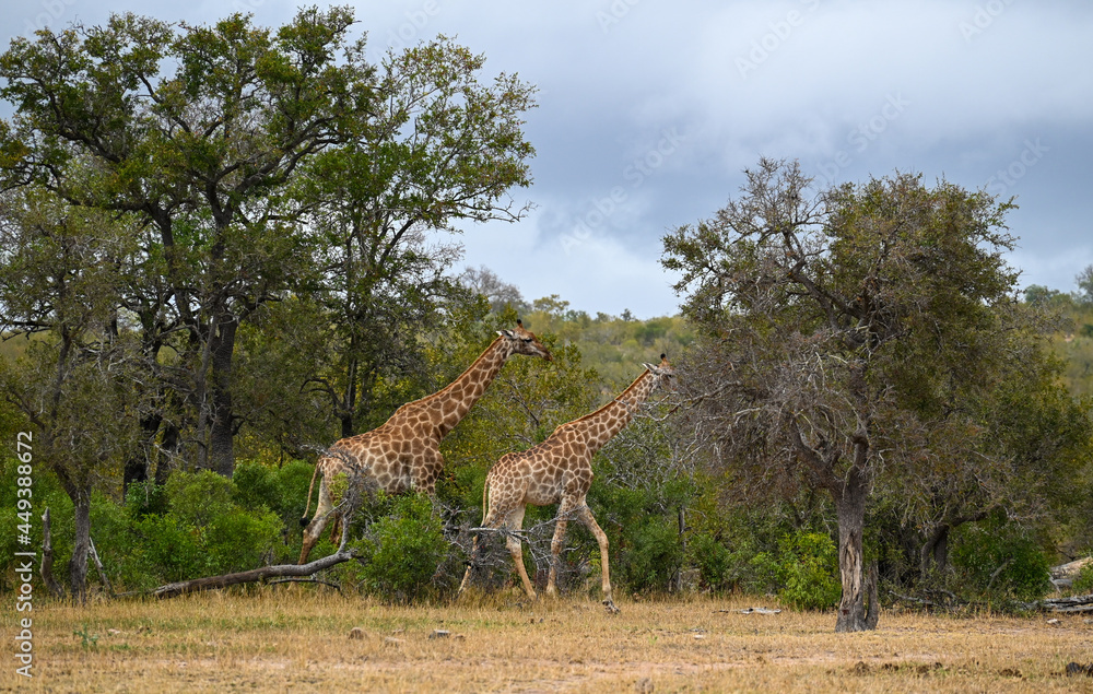 Naklejka premium Giraffe and Zebra in the wild