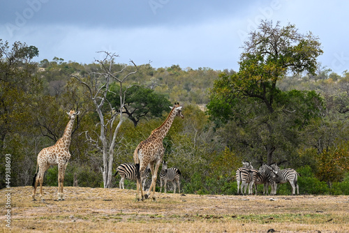 Giraffe and Zebra in the wild  © JeannePierre