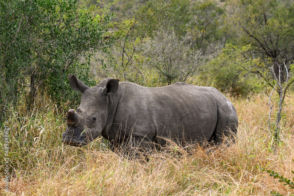 Fototapeta premium Rhino in the wild 