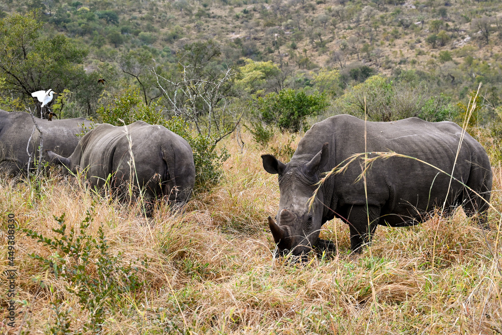 Fototapeta premium Rhino in the wild 