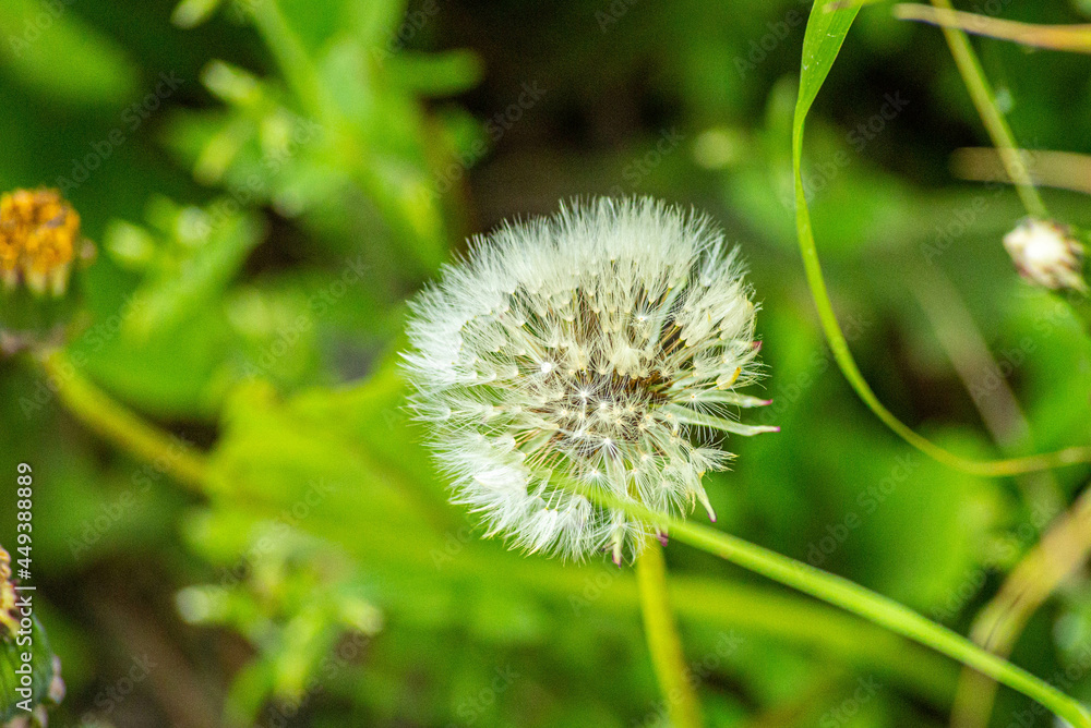 Big ball of dandelion, with bright green grass on the background, shot in close-up Big ball of dandelion, with bright green grass on the background, shot in close-up