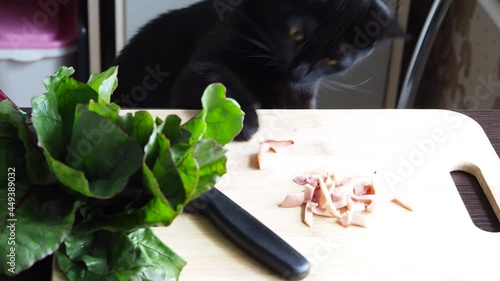 Domestick black cat trying to steal, catch, food on the kitchen table. Hungry cat toching by paw food. Video 4k resolution.  photo