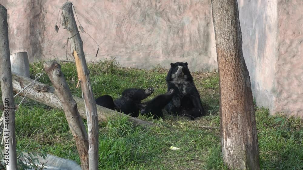 two spectacled bears lying on the grass resting in the Huachipa zoo at daytime in 4k two spectacled bears lying on the grass resting in the Huachipa zoo at daytime in 4k
