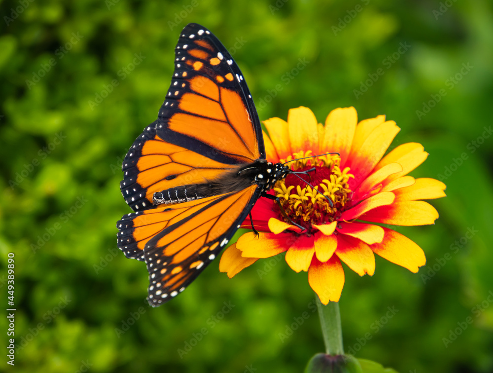 Fototapeta premium monarch butterfly on red and yellow zinnia in summer garden 