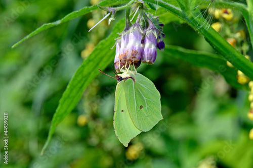 Common brimstone on comfrey // Zitronenfalter auf Beinwell (Gonepteryx rhamni) photo