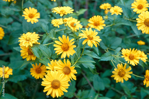 Flowers Tuscan Gold - False Sunflower