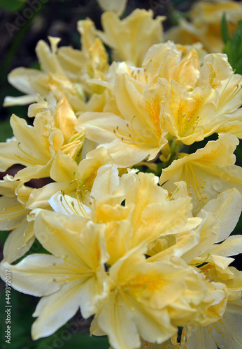 petals, stamens, pistils of a creamy yellow rhododendron flowering bush