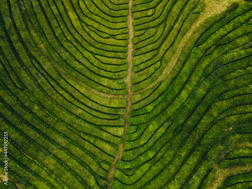 Green tea plantation in Azores