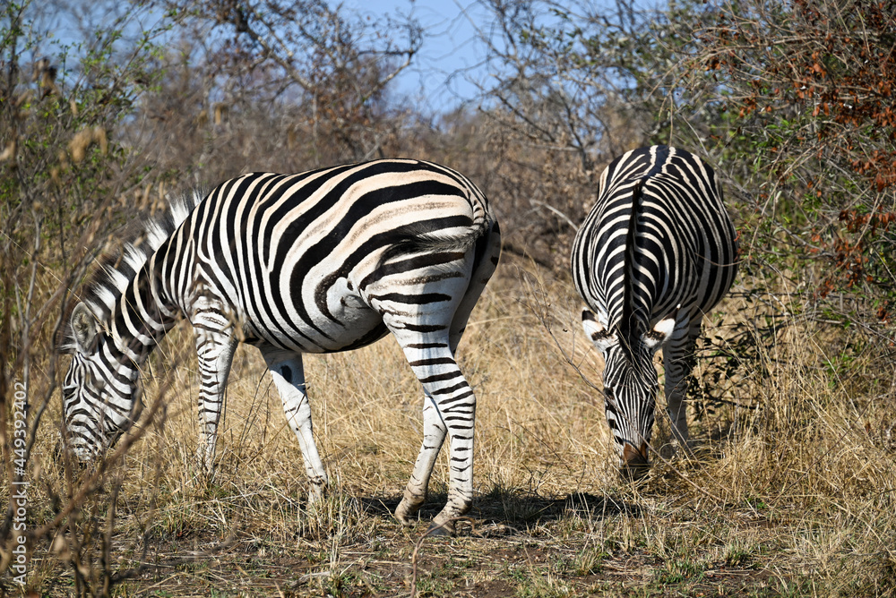 Obraz premium Zebra in the wild