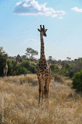 Photography Giraffe in the wild