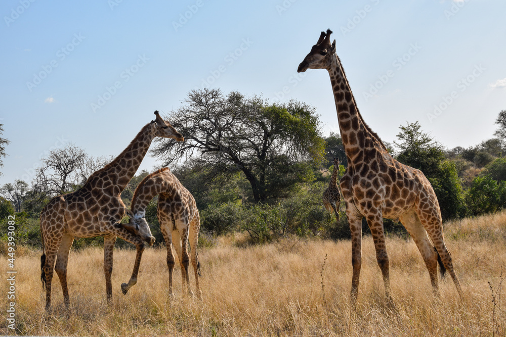 Giraffe in the wild