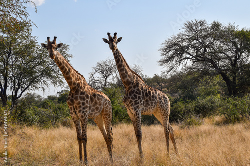 Giraffe in the wild
