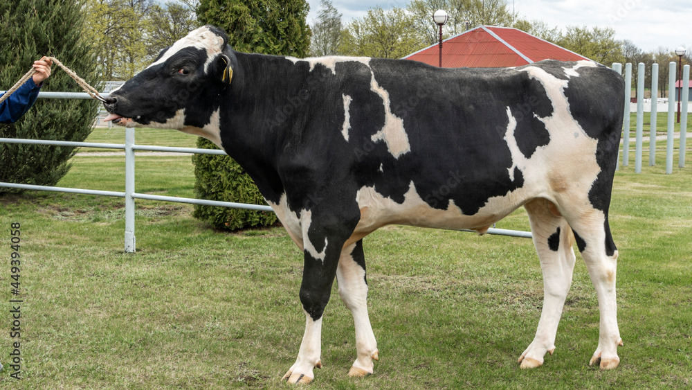 Beautiful breeding bull in the farm corral. The bull-producer in the rack for the catalog. Animal concept. Beautiful breeding bull in the farm corral. The bull-producer in the rack for the catalog. Animal concept.