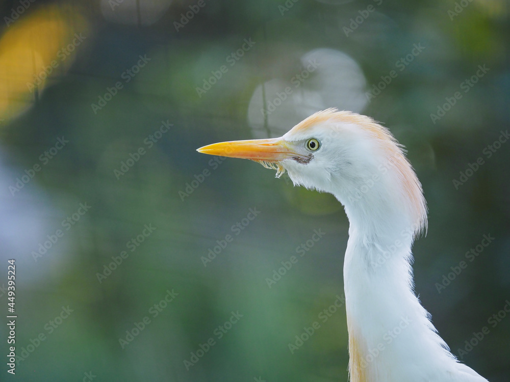 Little egret Egrettastanding in wild nature.
