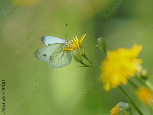 White butterfly in nature © denisapro