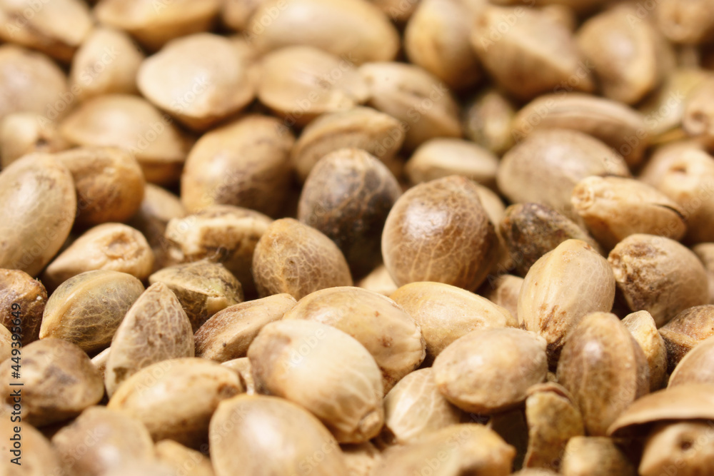 Cannabis Marijuana Seeds as background. Cannabis Marijuana Seeds as background.