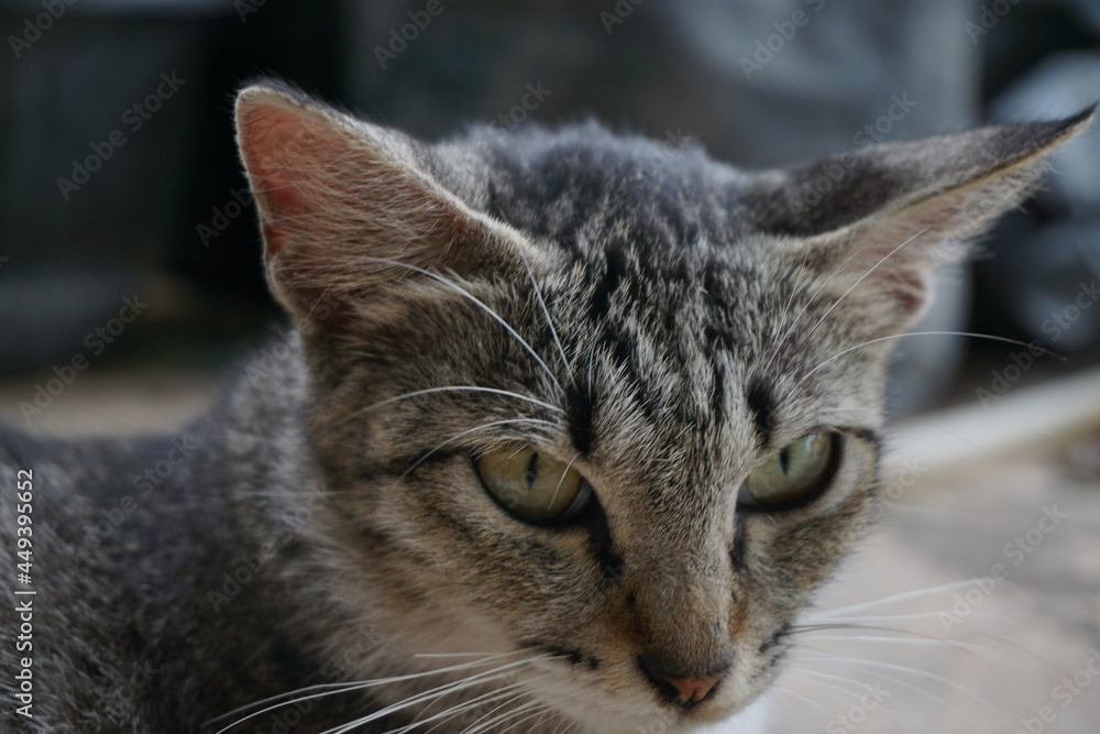 gray, black and white patterned cat with yellow eyes gray, black and white patterned cat with yellow eyes