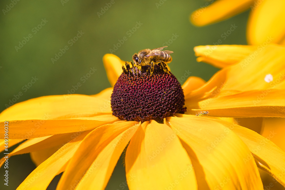 Biene sammelt Honig auf einer gelben Blüte Biene sammelt Honig auf einer gelben Blüte