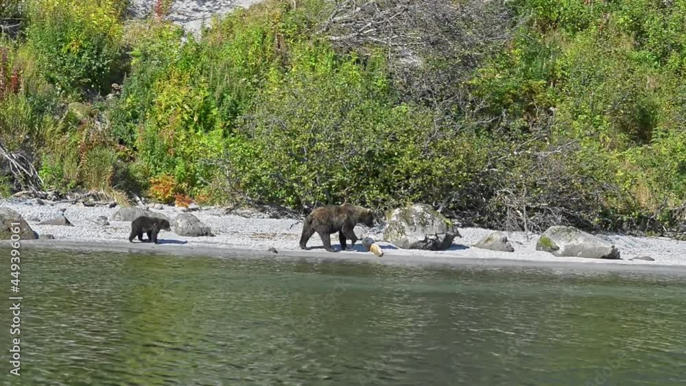 Bear is Dangerous wild animals cub with mother walk along bank Bear is Dangerous wild animals cub with mother walk along bank