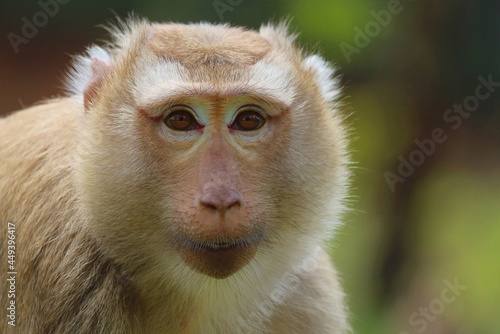 Photos close up of a macaque