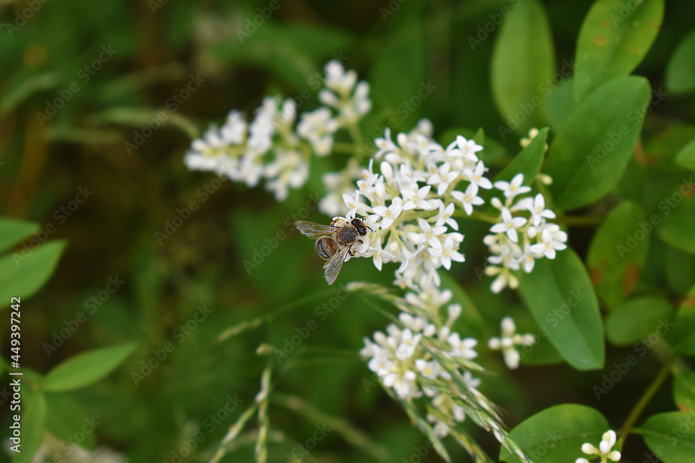 Blüte Blüte