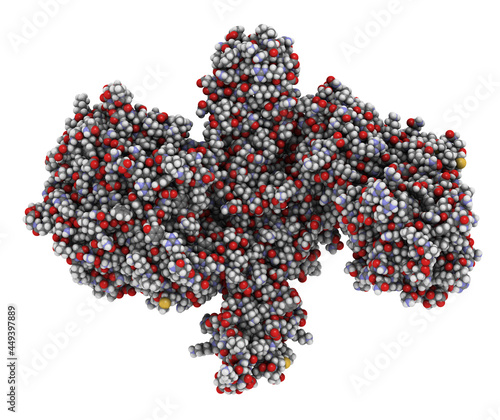 Botulinum toxin neurotoxic protein, 3D rendering. Produced by Cl photo