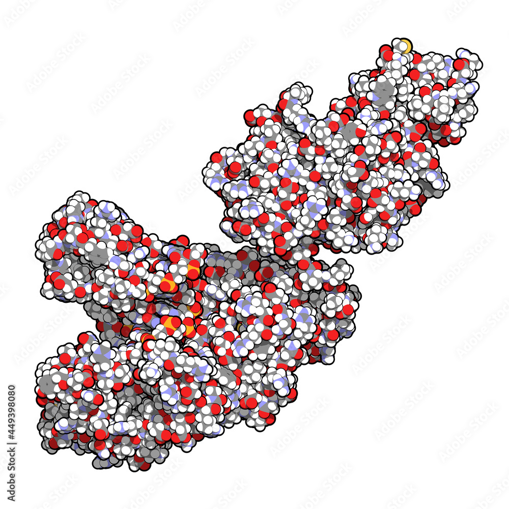 Taq polymerase (Thermus aquaticus polymerase) enzyme bound to DN Stock