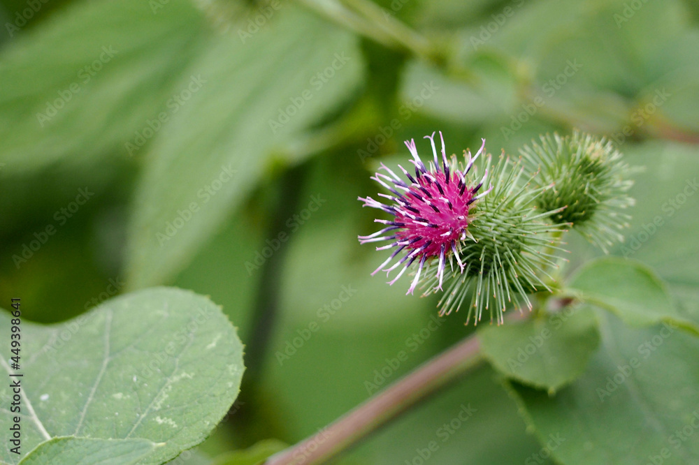 the pink flower of the common burdock grows on a green background the pink flower of the common burdock grows on a green background