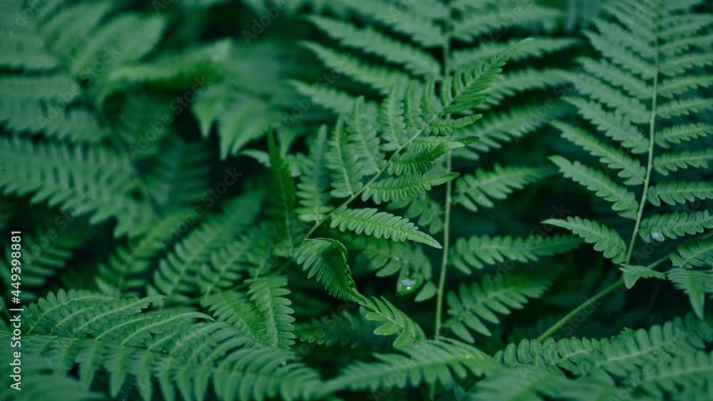 Closeup view of leaves of green plant growing outdoors in summer day. Closeup view of leaves of green plant growing outdoors in summer day.