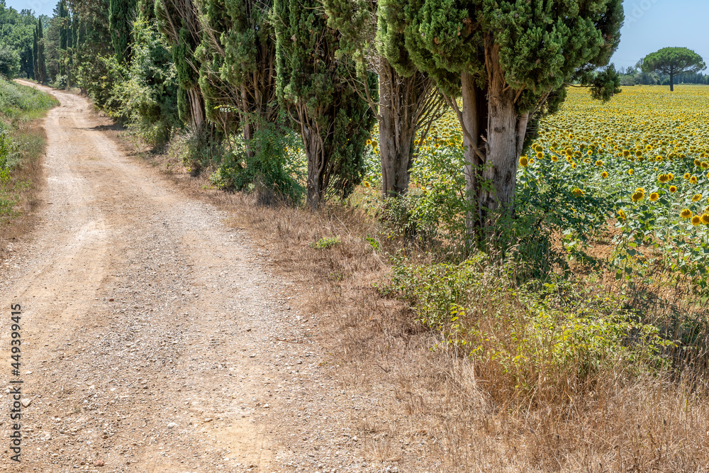 Obraz premium A white country road, fringed with cypress trees and sunflowers in the Tuscan countryside in Bientina, Italy