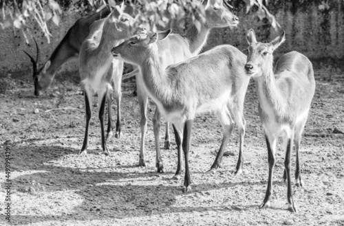 Fototapeta Naklejka Na Ścianę i Meble -  kopytne